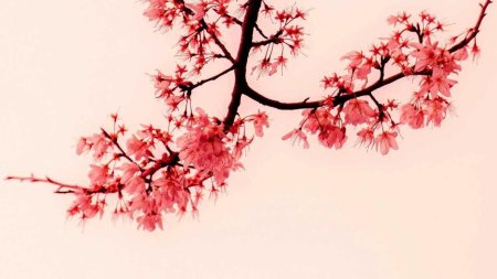 Ветка сакура