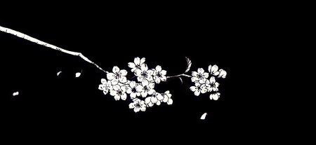 Ветка Сакуры на темном фоне