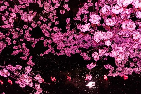 Лепестки Сакуры Геншин