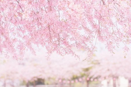 Фотофон Сакура