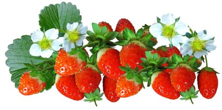 Куст клубники