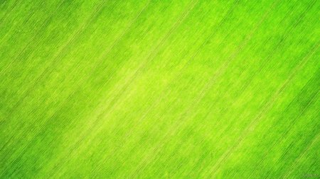 Красивый зеленый фон