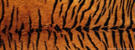 Тигр текстура