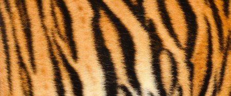 Шерсть тигра