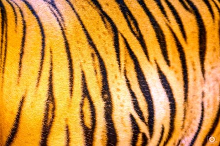 Кожа тигра полосатая