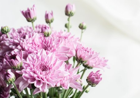 Хризантема на белом фоне