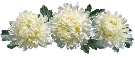 Хризантема мадам Шер