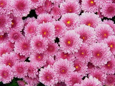 Мультифлора хризантемы