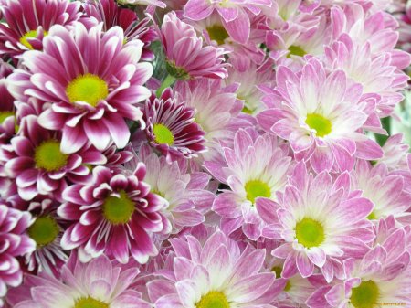 Хризантема Мальва