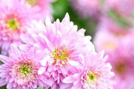 Хризантема Allouise Pink