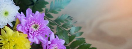 Хризантема Розмари