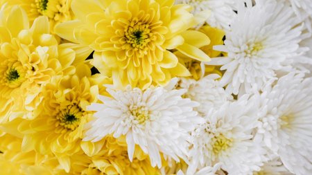 Хризантема Кристал Вайт