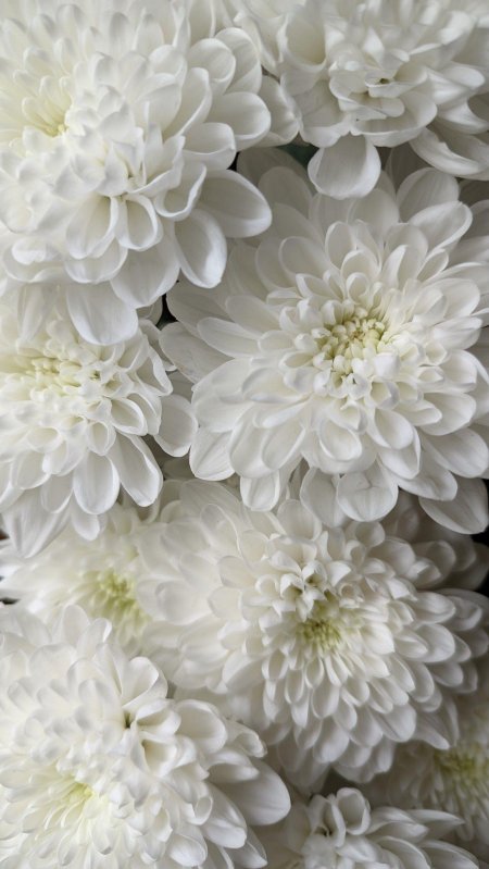 Хризантемы белая