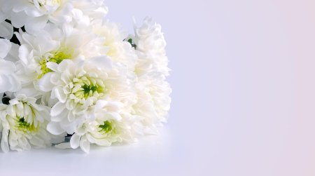 Хризантема белая Шер