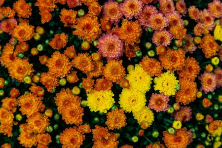 Хризантемы обои