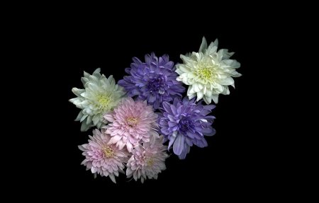 Астра Хризантема георгин