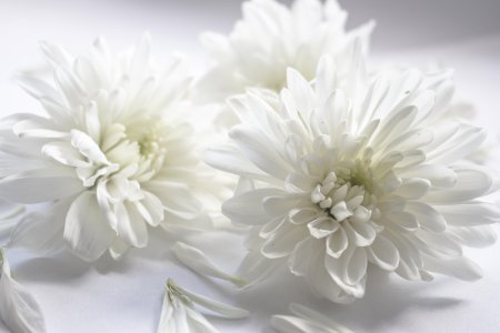 Хризантемы Эстетика