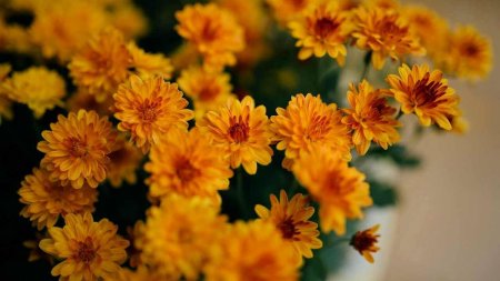 Жёлтые хризантемы