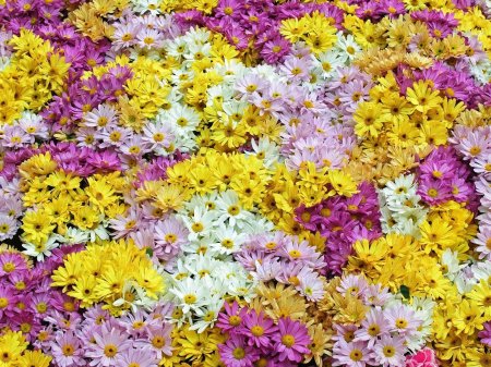 Хризантемы разноцветные