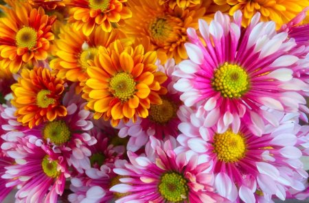 Цветок хризантемы