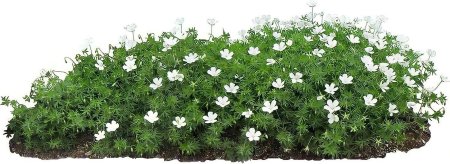 Герань кроваво-красная альбум