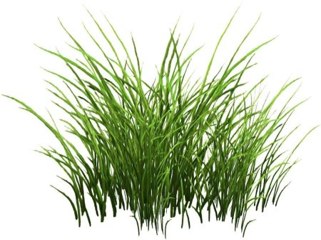 Осока травинка