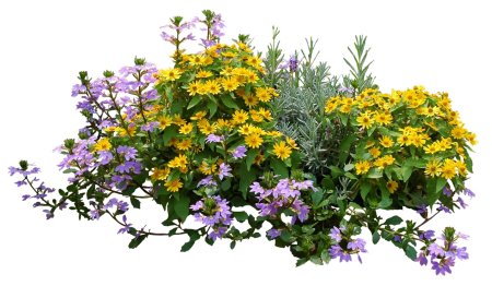 Растения на белом фоне