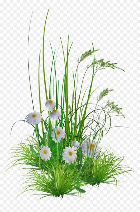 Трава прозрачный фон