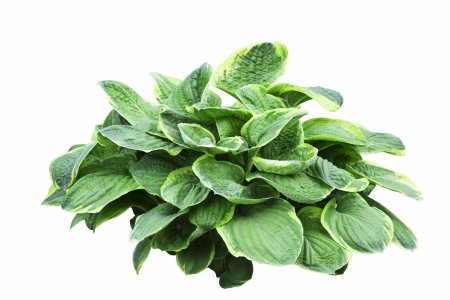 Хоста белоокаймленная на белом фоне