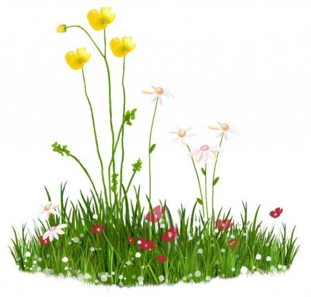 Трава и цветы на прозрачном фоне