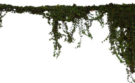 Свисающие лианы