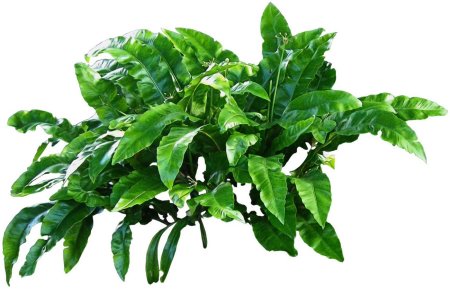 Растение на белом фоне