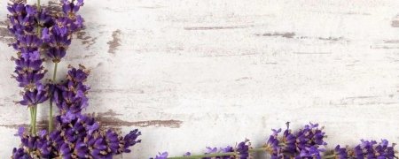 Лаванда фон