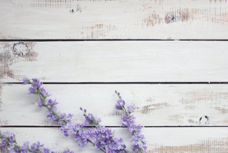 Фотофон Лаванда