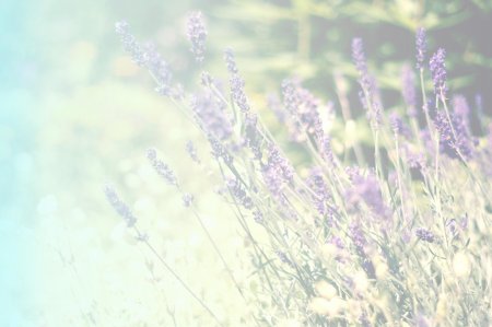 Лаванда шалфей Вереск