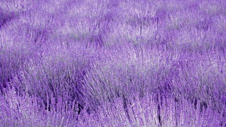 Лаванда Лоран