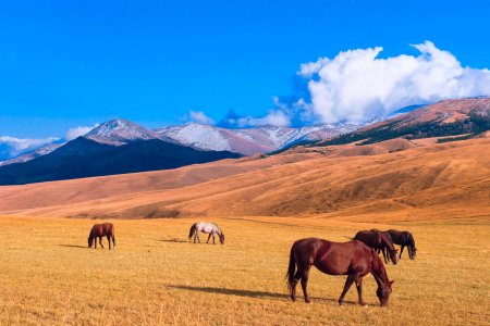 Алматы степь