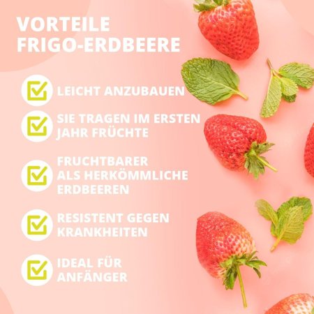 Клубника сочная