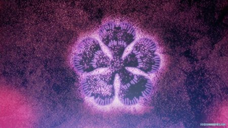 Черный Клевер Гримуар асты