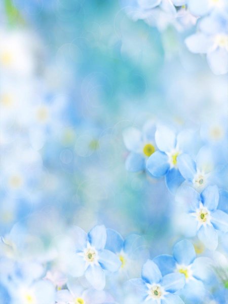 Бело голубые цветы