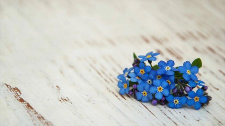 Цветок незабудка