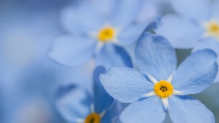 Цветок незабудка