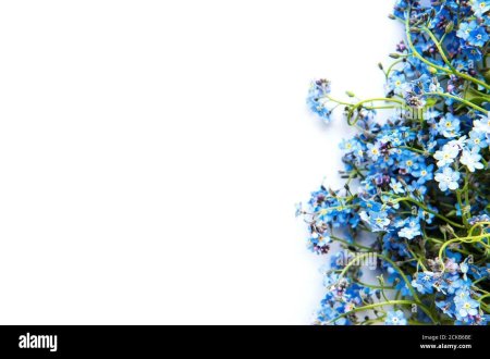 Цветок незабудка