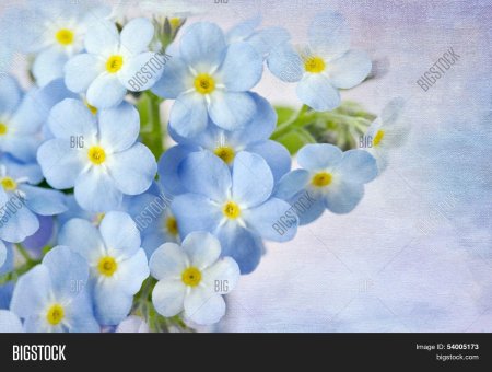 Цветок незабудка
