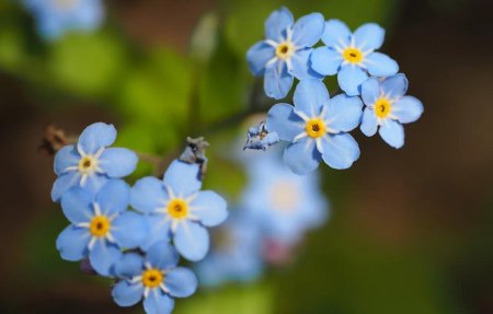 Незабудка лесная myosotis sylvatica