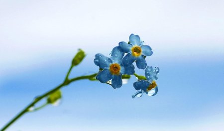 Нежные незабудки