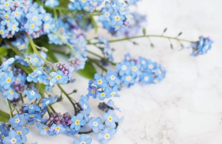 Незабудка голубая