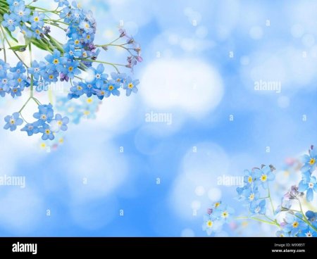 Незабудки красивый фон