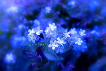 Голубые цветы