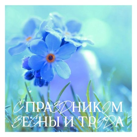 Незабудка цветок